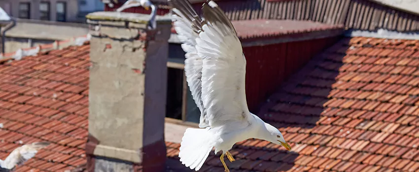 Residential Chimney Animal Removal Solution in Pleasant Prairie, WI